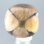 Chiastolite Tumblestone ~22mm