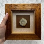 Collectors Framed Ammonite Fossil ~18x18cm