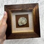 Collectors Framed Ammonite Fossil ~18x18cm