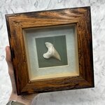 Collectors framed Otodus Shark Tooth ~18x18cm
