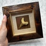 Collectors framed Otodus Shark Tooth ~18x18mm