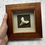 Collectors framed Otodus Shark Tooth  ~18x18mm