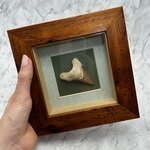 Collectors framed Otodus Shark Tooth ~18x18mm