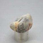 Crazy Lace Agate Tumblestone ~32mm