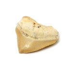 Fossilised Crow Shark Corax Tooth - Small