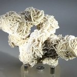 Desert Rose ~10.5cm