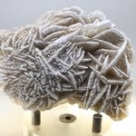 Desert Rose ~7.5cm