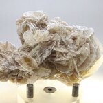 Desert Rose ~8cm