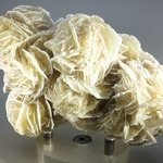 Desert Rose ~9.5cm