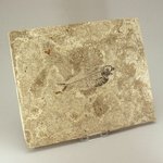 Diplomystus Fish Fossil Plate ~ 27cm
