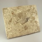 Fossil Fish Plate - Diplomystus ~27cm