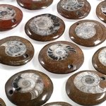 Drilled Ammonite Polished Slice ~37mm