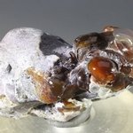 Fire Agate Healing Crystal ~35mm