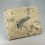 Fossil Fish Plate - Diplomystus ~26 x 21cm