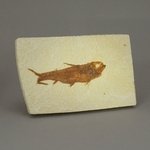 Fossil Fish Plate - Knightia ~12 x 7.5cm