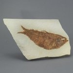 Fossil Fish Plate - Knightia ~ 12 x 8cm