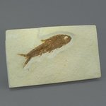 Fossil Fish Plate - Knightia ~ 13 x 8cm