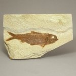 Fossil Fish Plate - Knightia ~ 15x10cm