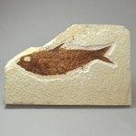 Fossil Fish Plate - Knightia ~ 15x10cm