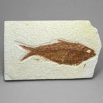 Fossil Fish Plate - Knightia ~ 12x7cm