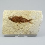 Fossil Fish Plate - Knightia ~ 13x8cm