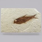 Fossil Fish Plate - Knightia ~13x8cm