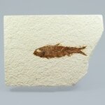 Fossil Fish Plate - Knightia ~ 14x10cm