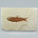 Fossil Fish Plate - Knightia ~ 14x9cm