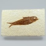 Fossil Fish Plate - Knightia ~ 13x8cm