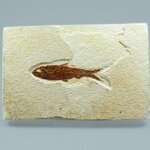 Fossil Fish Plate - Knightia ~ 16x10cm