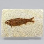 Fossil Fish Plate - Knightia ~ 18x8cm