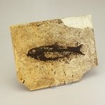 Fossil Fish Plate - Knightia Alta ~22x17cm