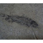 Fossil Fish Plate - Knightia Eocena ~26x21cm