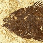 Fossil Fish Plate - Priscacara ~19 x 14cm