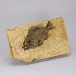 Fossil Fish Plate - Priscacara ~19 x 11cm