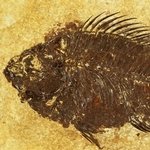 Fossil Fish Plate - Priscacara ~19 x 14cm
