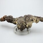 Fossilised Coprolite ~130mm