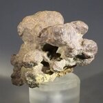 Fossilised Coprolite ~45mm