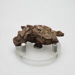 Fossilised Coprolite ~53mm