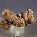 Fossilised Coprolite ~60mm