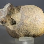 Fossilised Coprolite ~65mm