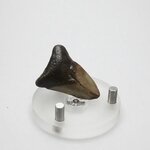 Fossilised Megalodon Tooth ~36mm