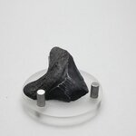Fossilised Megalodon Tooth ~36mm