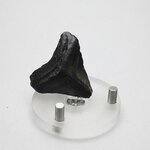 Fossilised Megalodon Tooth ~38mm