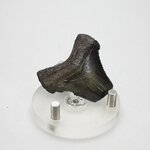 Fossilised Megalodon Tooth ~38mm