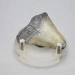 Fossilised Megalodon Tooth ~42mm