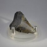 Fossilised Megalodon Tooth ~45mm