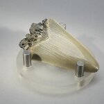 Fossilised Megalodon Tooth ~48mm