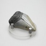 Fossilised Megalodon Tooth ~48mm