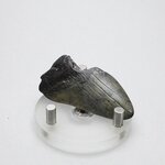 Fossilised Megalodon Tooth ~50mm